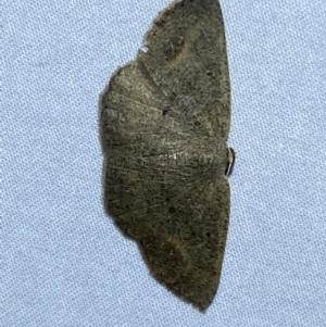 Casbia (genus) at suppressed - 18 Mar 2022