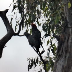 Callocephalon fimbriatum (Gang-gang Cockatoo) at O'Malley, ACT - 9 Mar 2022 by Mike