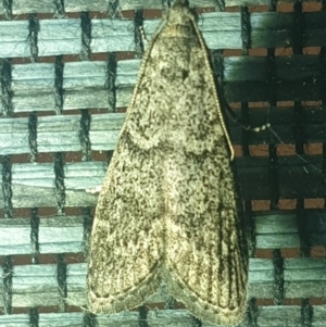 Heteromicta pachytera at Turner, ACT - 18 Mar 2022