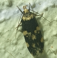 Sphyrelata amotella (A Concealer moth (Barea Group) at Turner, ACT - 18 Mar 2022 by LD12
