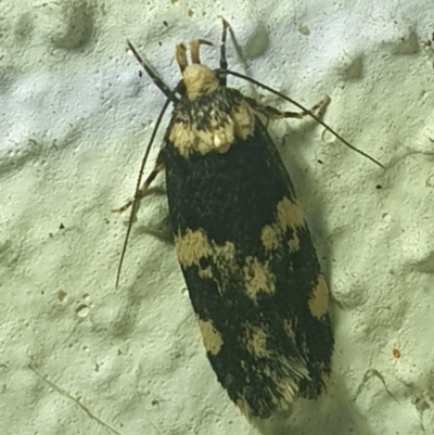 Sphyrelata amotella (A Concealer moth (Barea Group) at Turner, ACT - 18 Mar 2022 by LD12