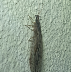 Oedosmylus tasmaniensis at Turner, ACT - 18 Mar 2022