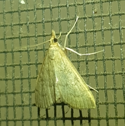 Uresiphita ornithopteralis (Tree Lucerne Moth) at Turner, ACT - 18 Mar 2022 by LD12