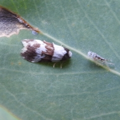 Halone sejuncta (Variable Halone) at Lions Youth Haven - Westwood Farm A.C.T. - 18 Mar 2022 by HelenCross