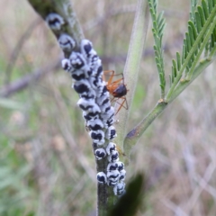 Melanococcus albizziae (Acacia Mealybug) at Stromlo, ACT - 18 Mar 2022 by HelenCross