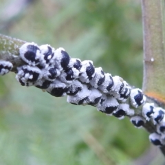 Melanococcus albizziae at Stromlo, ACT - 18 Mar 2022