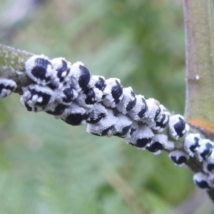 Melanococcus albizziae at Stromlo, ACT - 18 Mar 2022