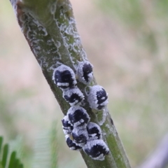 Melanococcus albizziae at Stromlo, ACT - 18 Mar 2022