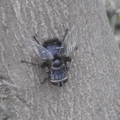 Unidentified Bristle Fly (Tachinidae) (TBC) at Stromlo, ACT - 18 Mar 2022 by HelenCross
