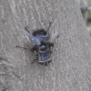 Rutilia sp. (genus) at Stromlo, ACT - 18 Mar 2022