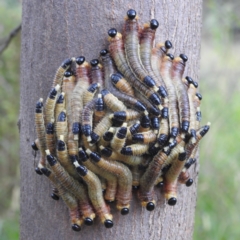 Pergidae sp. (family) (Unidentified Sawfly) at Lions Youth Haven - Westwood Farm A.C.T. - 18 Mar 2022 by HelenCross