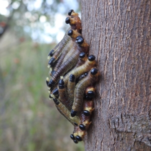 Pergidae sp. (family) at Stromlo, ACT - 18 Mar 2022