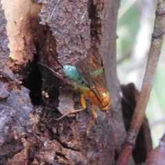 Theronia maculosa (Ichneumon wasp) at Lions Youth Haven - Westwood Farm A.C.T. - 18 Mar 2022 by HelenCross