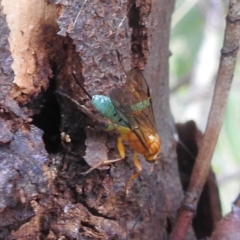 Theronia maculosa (Ichneumon wasp) at Stromlo, ACT - 18 Mar 2022 by HelenCross