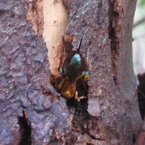 Theronia maculosa at Stromlo, ACT - 18 Mar 2022