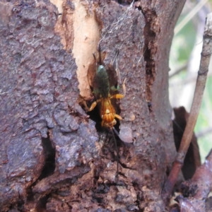 Theronia maculosa at Stromlo, ACT - 18 Mar 2022