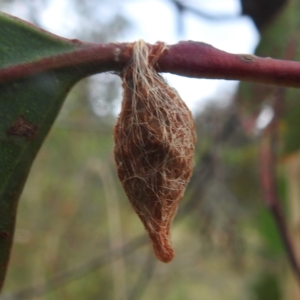 Austracantha minax at Stromlo, ACT - 18 Mar 2022