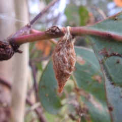 Austracantha minax at Stromlo, ACT - 18 Mar 2022