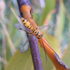 Xanthopimpla sp. (genus) (A yellow Ichneumon wasp) at Stromlo, ACT - 18 Mar 2022 by HelenCross