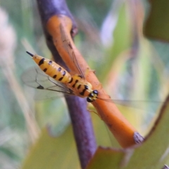 Xanthopimpla sp. (genus) at Stromlo, ACT - 18 Mar 2022