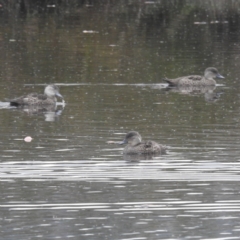 Anas gracilis (Grey Teal) at Lions Youth Haven - Westwood Farm A.C.T. - 18 Mar 2022 by HelenCross