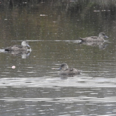 Anas gracilis (Grey Teal) at Lions Youth Haven - Westwood Farm A.C.T. - 18 Mar 2022 by HelenCross