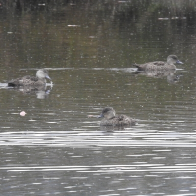 Anas gracilis (Grey Teal) at Kambah, ACT - 18 Mar 2022 by HelenCross