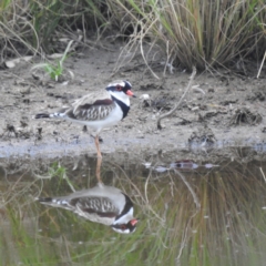 Charadrius melanops (Black-fronted Dotterel) at Kambah, ACT - 18 Mar 2022 by HelenCross