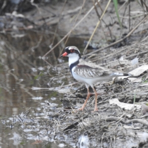 Charadrius melanops at Kambah, ACT - 18 Mar 2022