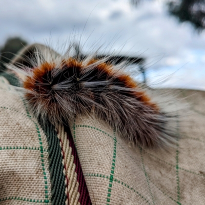 Anthela varia (Hairy Mary) at Lions Youth Haven - Westwood Farm A.C.T. - 18 Mar 2022 by HelenCross