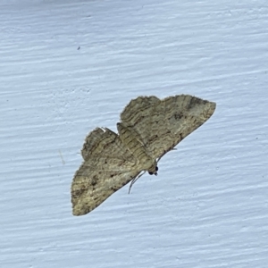 Chloroclystis insigillata at Jerrabomberra, NSW - 18 Mar 2022