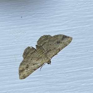 Chloroclystis insigillata at Jerrabomberra, NSW - 18 Mar 2022