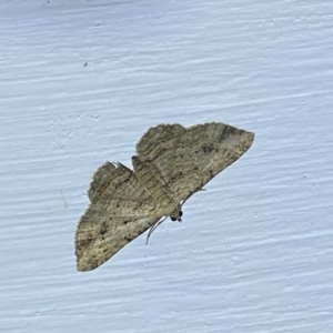 Chloroclystis insigillata at Jerrabomberra, NSW - 18 Mar 2022