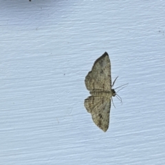 Chloroclystis insigillata at Jerrabomberra, NSW - 18 Mar 2022