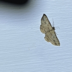 Chloroclystis insigillata at Jerrabomberra, NSW - 18 Mar 2022