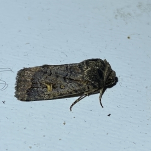 Proteuxoa microspila at Jerrabomberra, NSW - suppressed