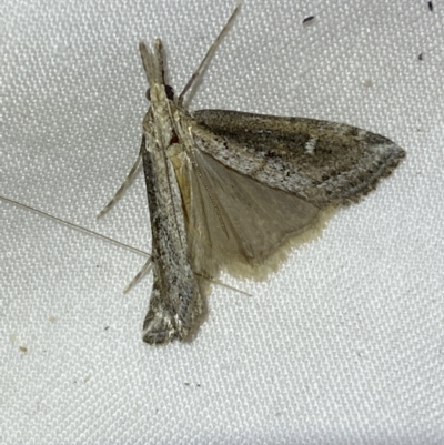 Batrachedra (genus) (The single genus of family Batrachedridae) at Jerrabomberra, NSW - 18 Mar 2022 by SteveBorkowskis