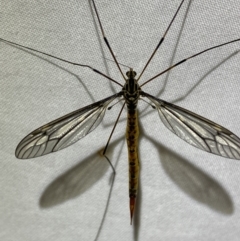 Ptilogyna sp. (genus) (A crane fly) at QPRC LGA - 18 Mar 2022 by Steve_Bok