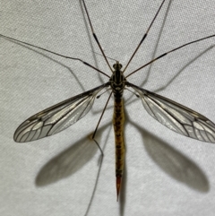 Ptilogyna sp. (genus) (A crane fly) at Jerrabomberra, NSW - 18 Mar 2022 by SteveBorkowskis