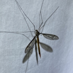 Ptilogyna sp. (genus) at Jerrabomberra, NSW - 18 Mar 2022