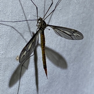 Ptilogyna sp. (genus) at Jerrabomberra, NSW - 18 Mar 2022