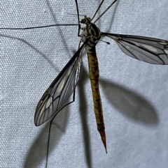 Ptilogyna sp. (genus) at Jerrabomberra, NSW - 18 Mar 2022