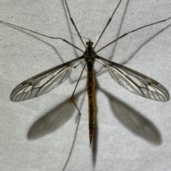 Ptilogyna sp. (genus) at Jerrabomberra, NSW - 18 Mar 2022