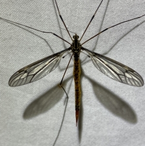 Ptilogyna sp. (genus) at Jerrabomberra, NSW - 18 Mar 2022