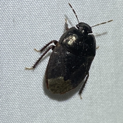 Adrisa sp. (genus) (Burrowing Bug) at QPRC LGA - 18 Mar 2022 by Steve_Bok