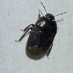 Adrisa sp. (genus) (Burrowing Bug) at Jerrabomberra, NSW - 18 Mar 2022 by Steve_Bok