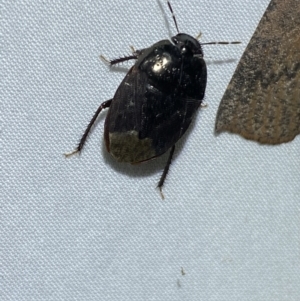 Adrisa sp. (genus) at Jerrabomberra, NSW - 18 Mar 2022