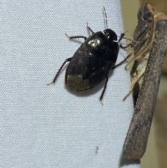 Adrisa sp. (genus) at Jerrabomberra, NSW - 18 Mar 2022