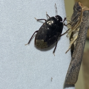 Adrisa sp. (genus) at Jerrabomberra, NSW - 18 Mar 2022