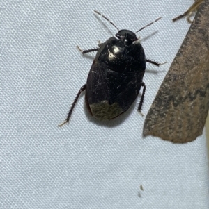 Adrisa sp. (genus) at Jerrabomberra, NSW - 18 Mar 2022